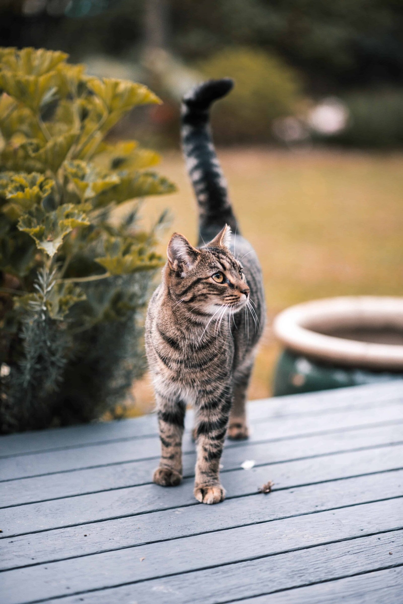 Cat DP