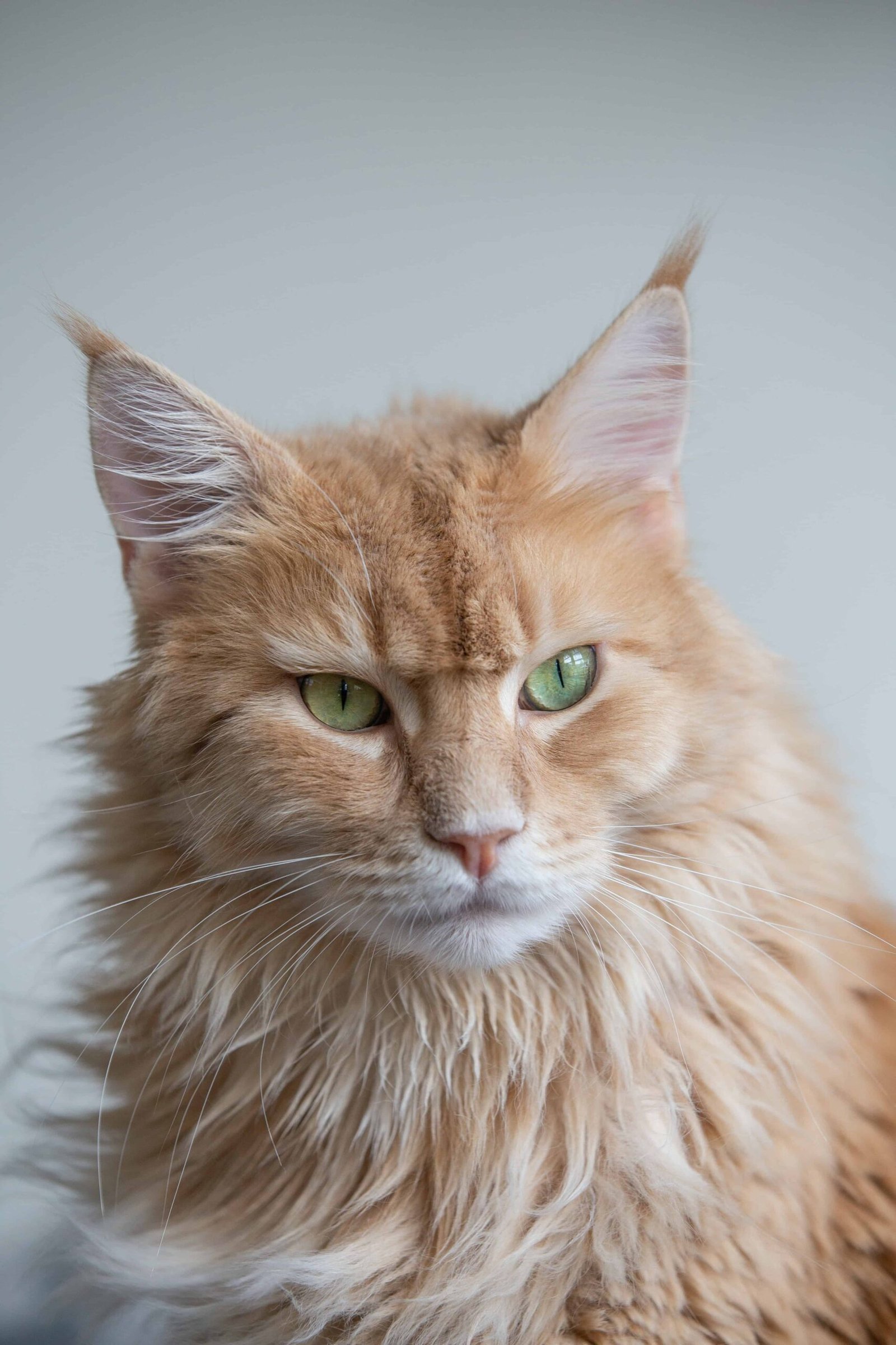 Cat DP