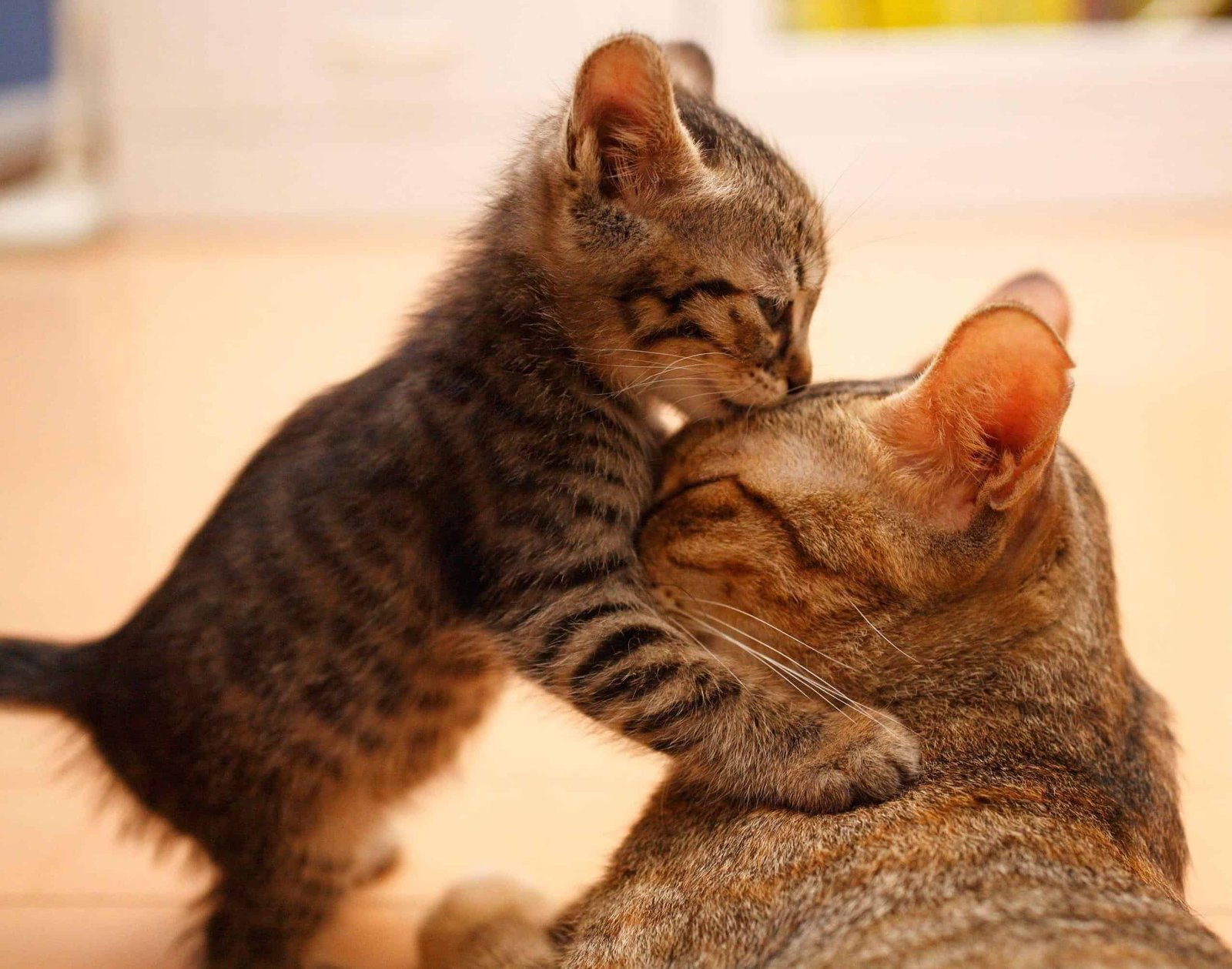 Cat DP for Whatsapp