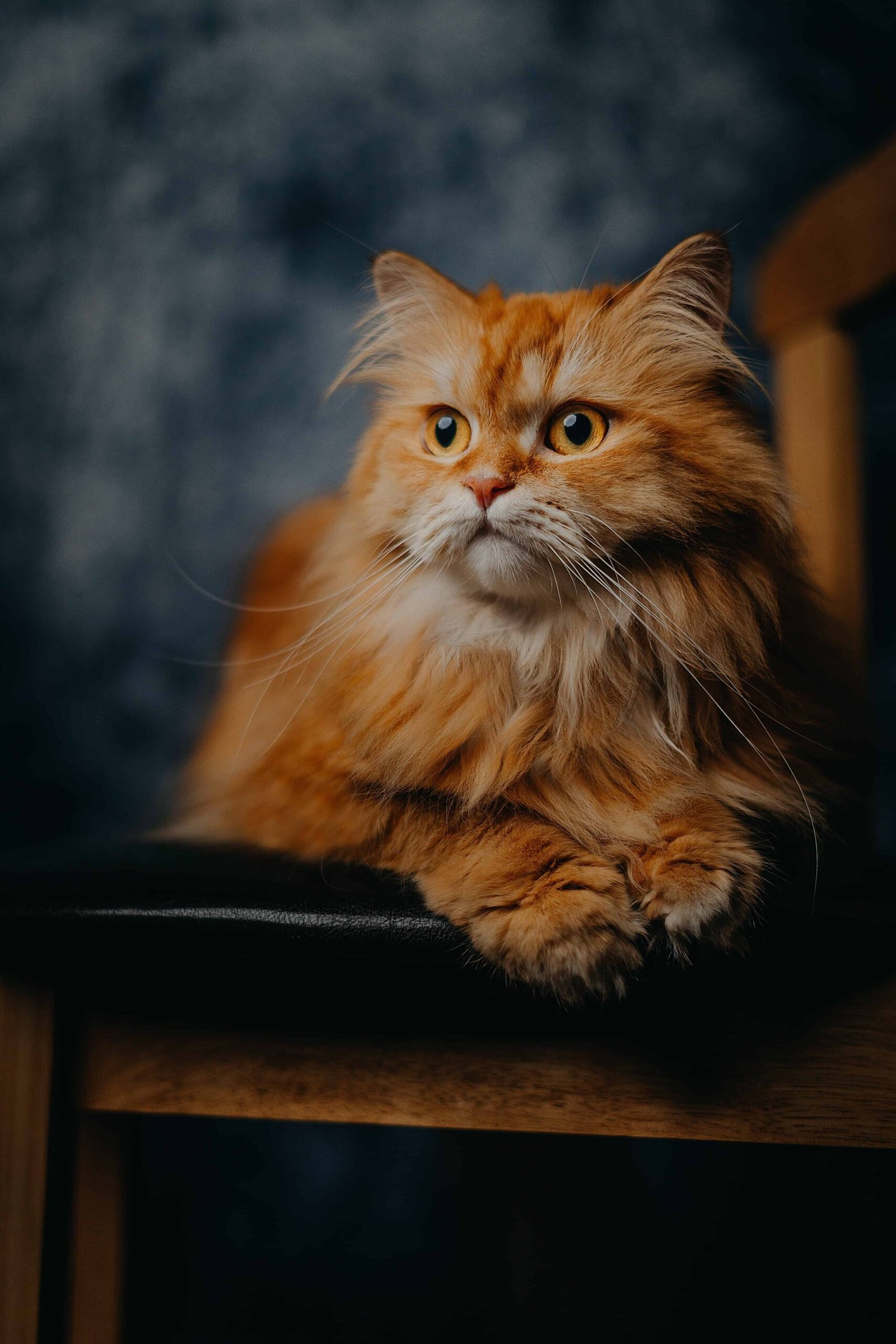 Cat DP for Whatsapp