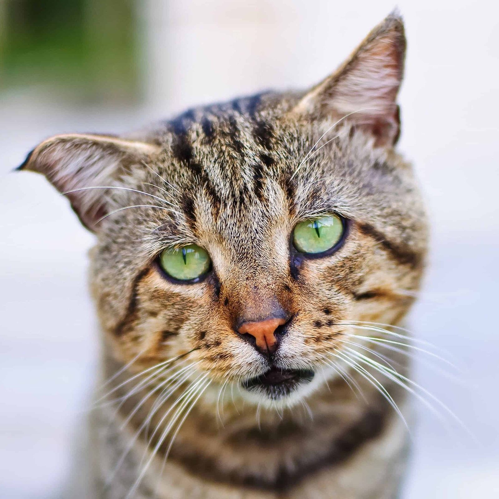 Cat DP for Whatsapp