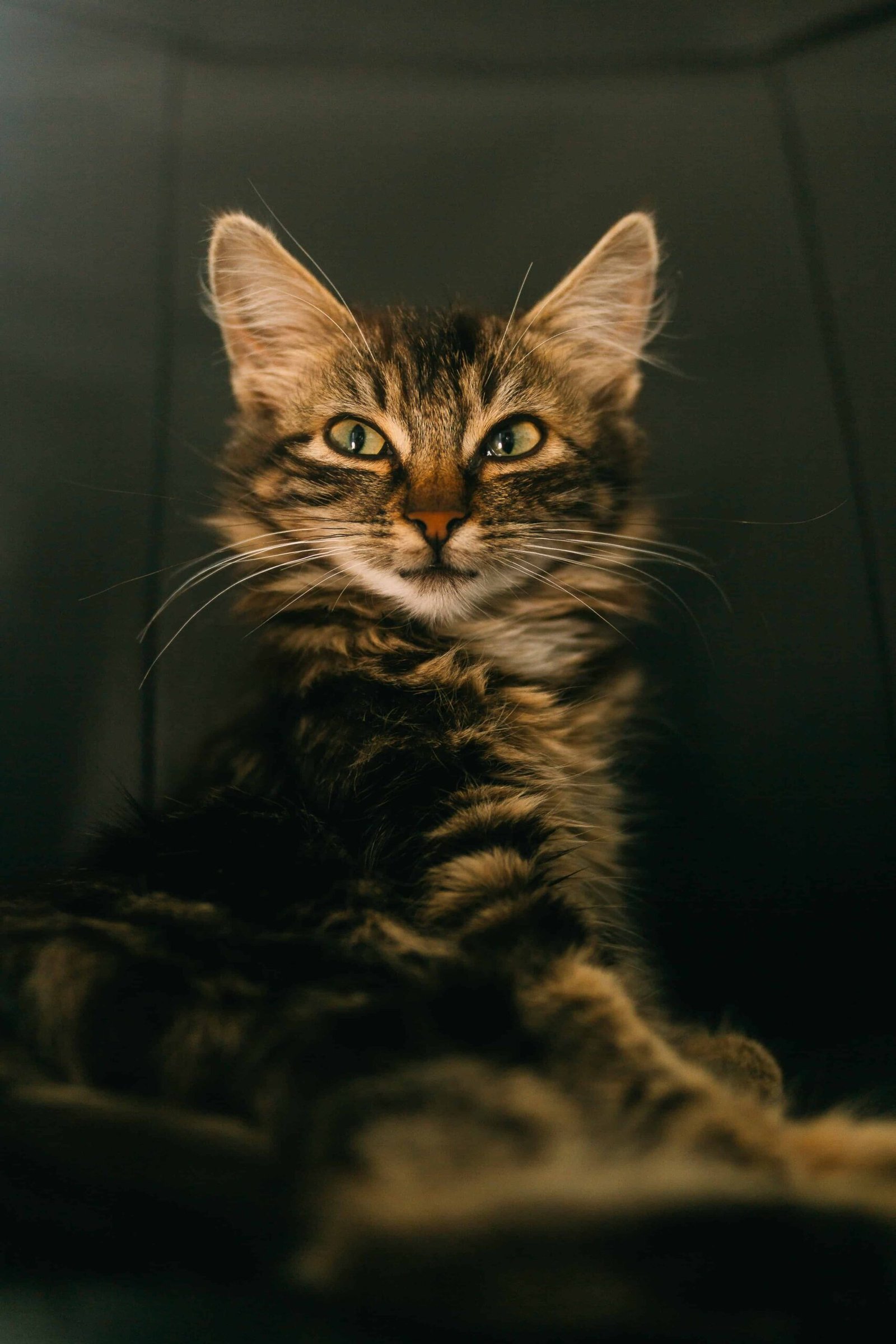 Cat DP for Whatsapp