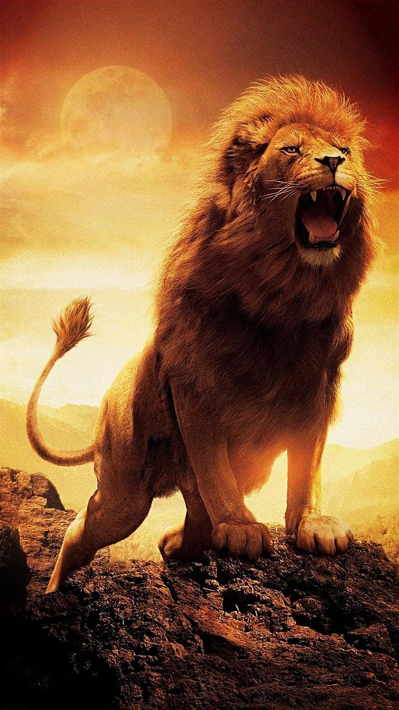 King DP Pic