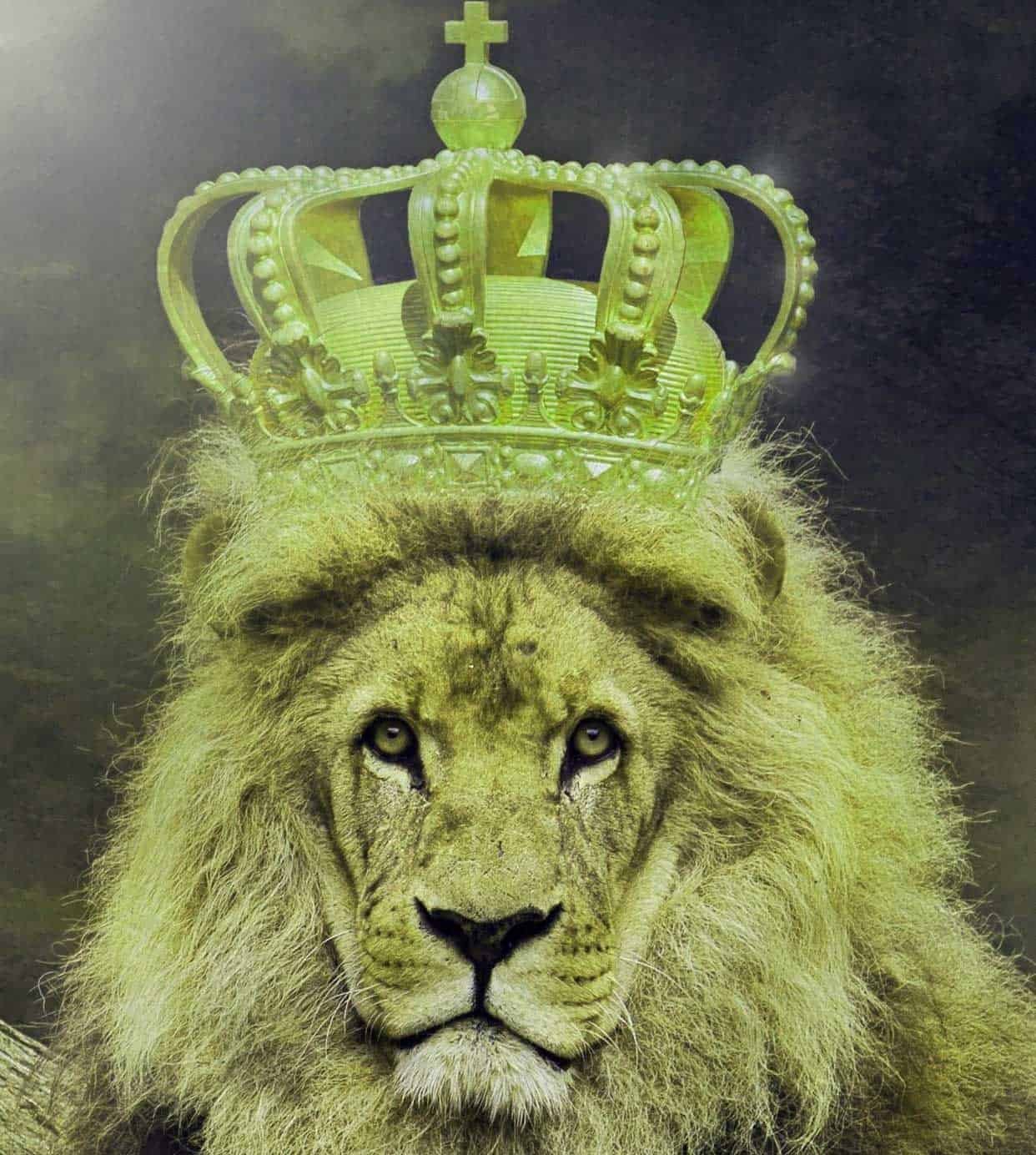 King DP