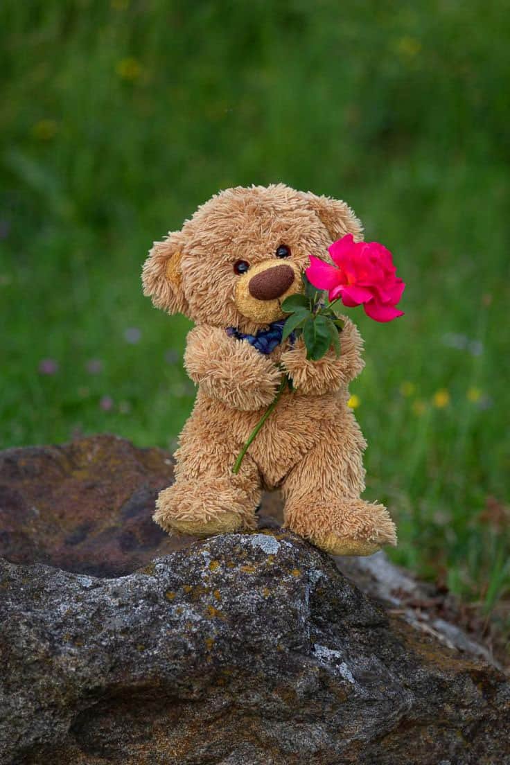 Teddy Bear DP HD