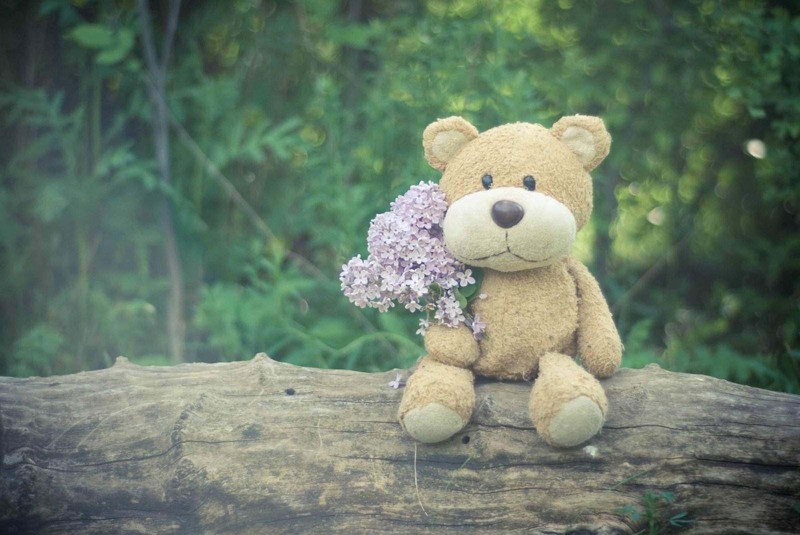 Big Teddy Bear DP