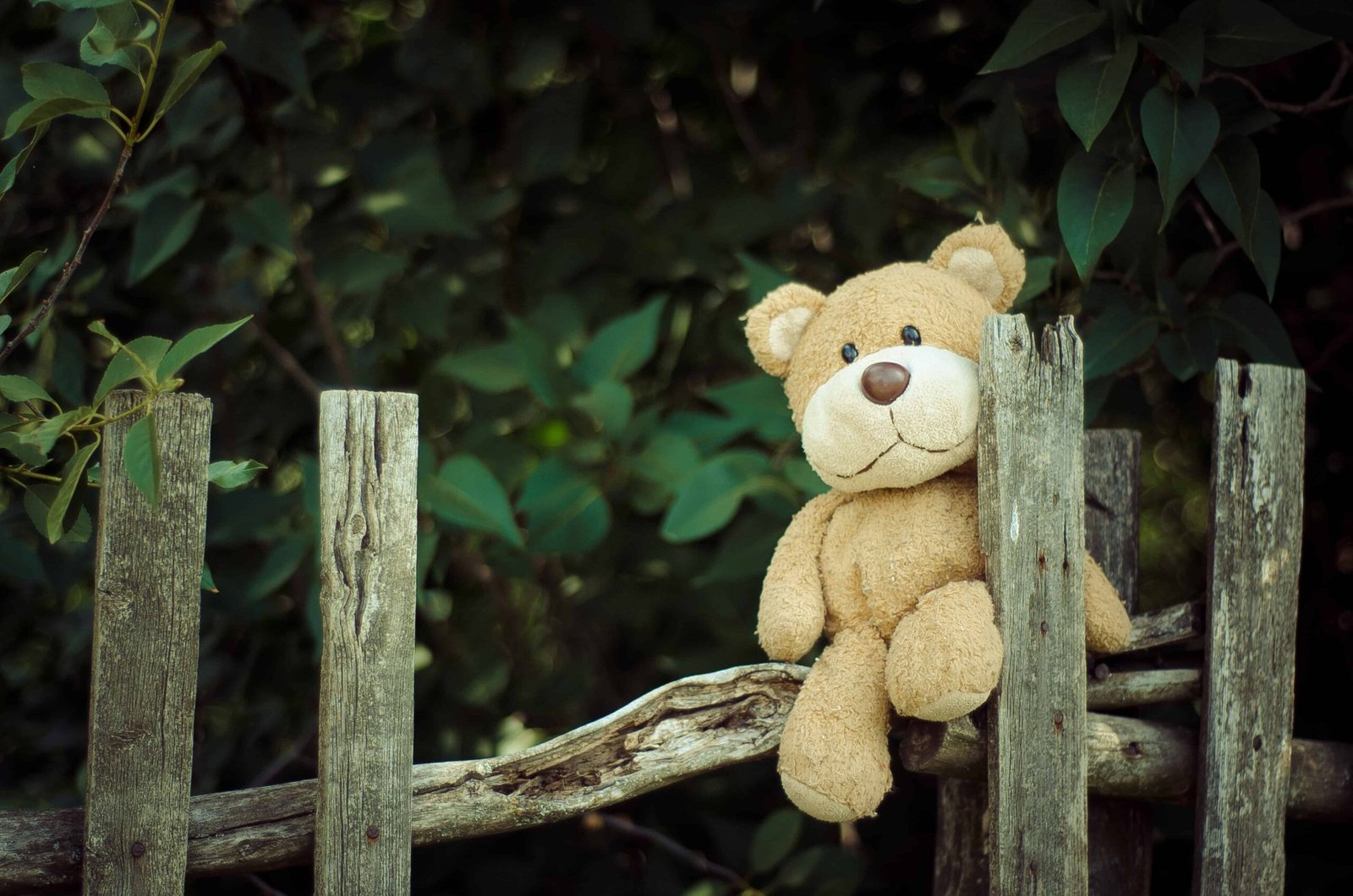 Big Teddy Bear DP