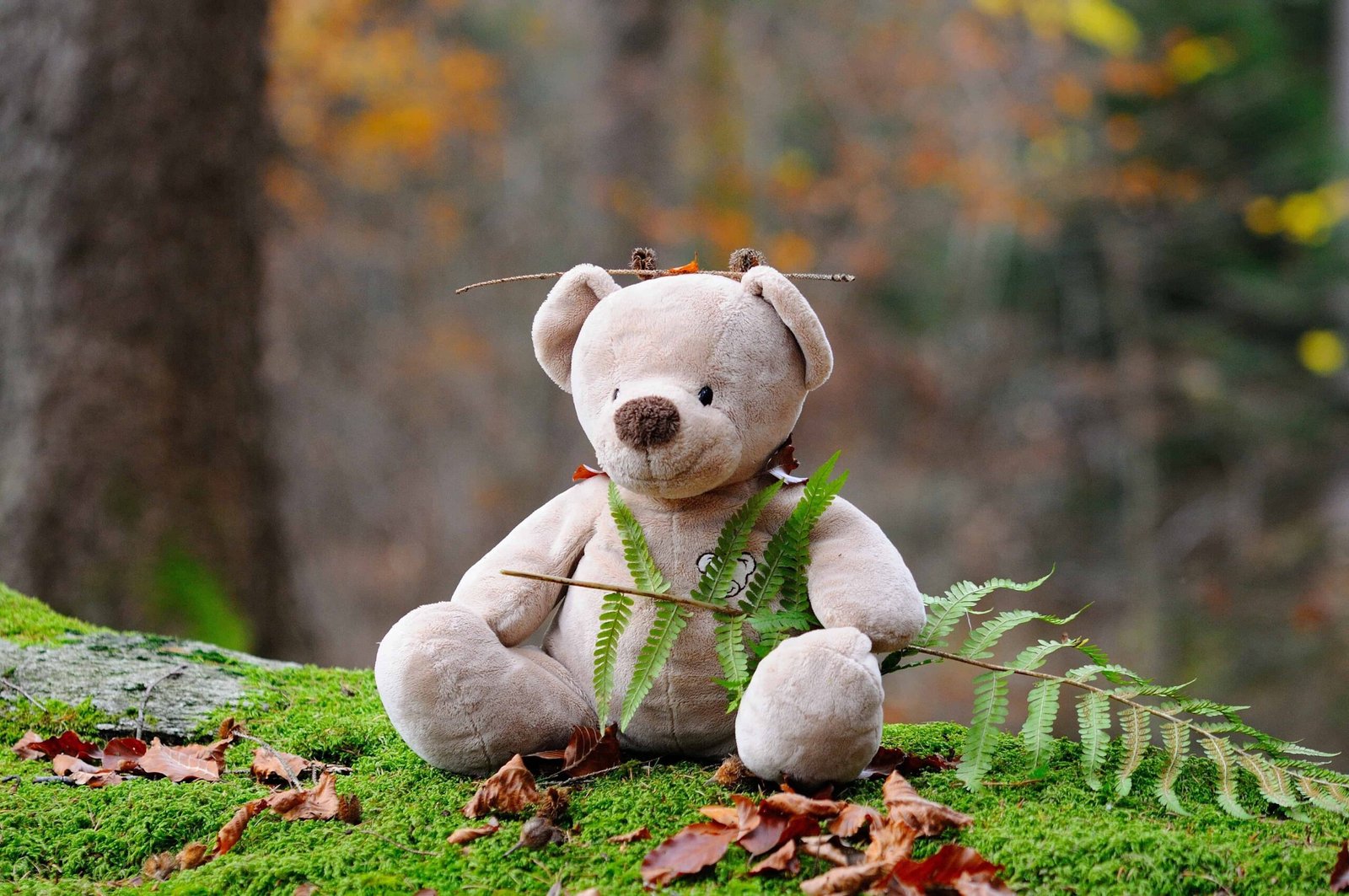 Big Teddy Bear DP