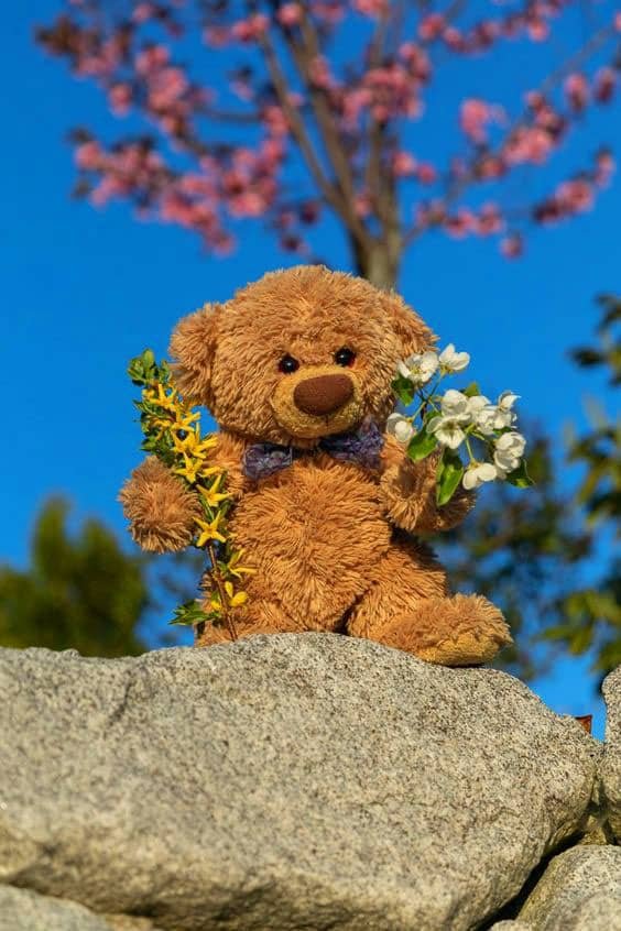 Teddy Bear DP