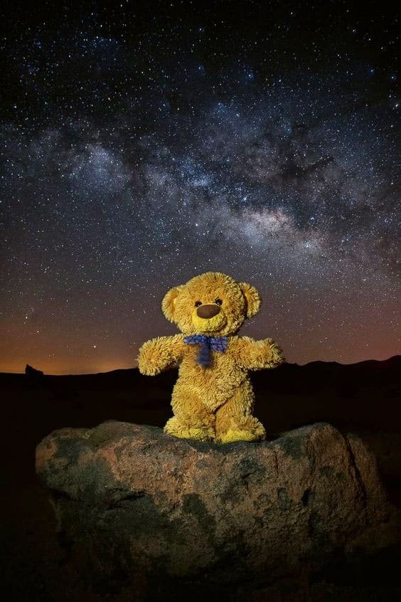 Teddy Bear DP