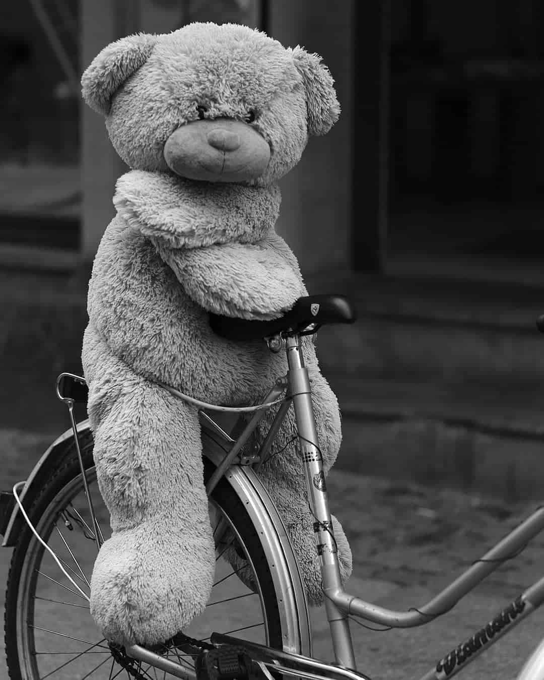 Teddy Bear Images for DP