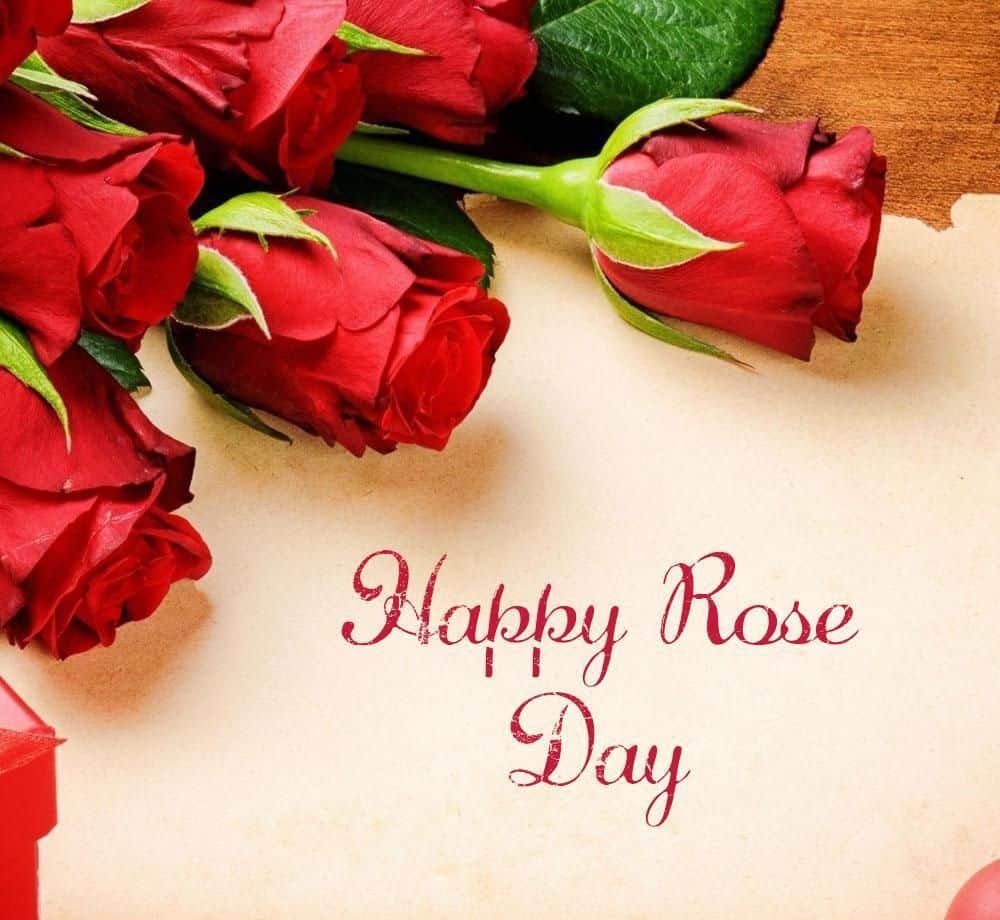 Rose Day Images