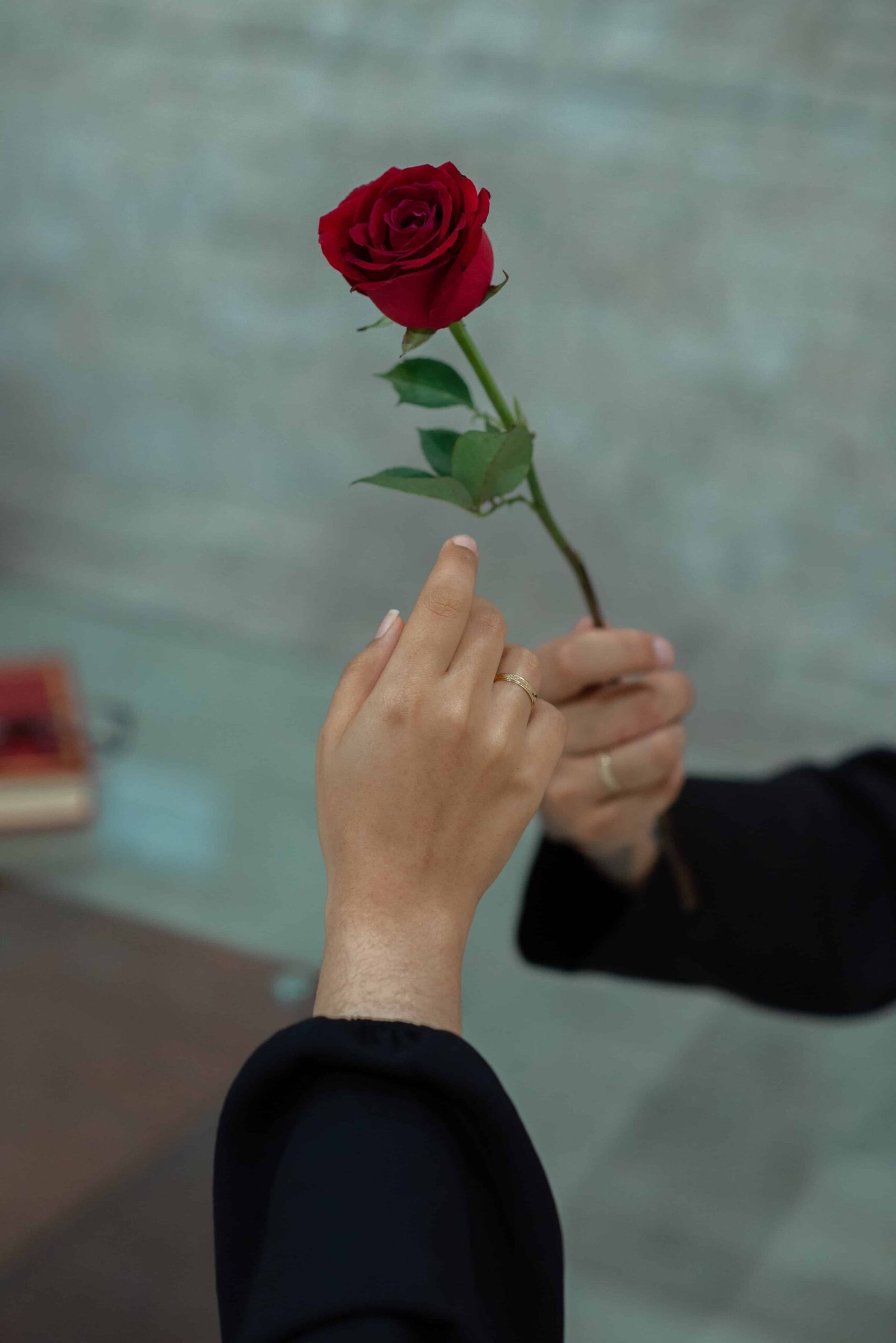 Rose Day Photo