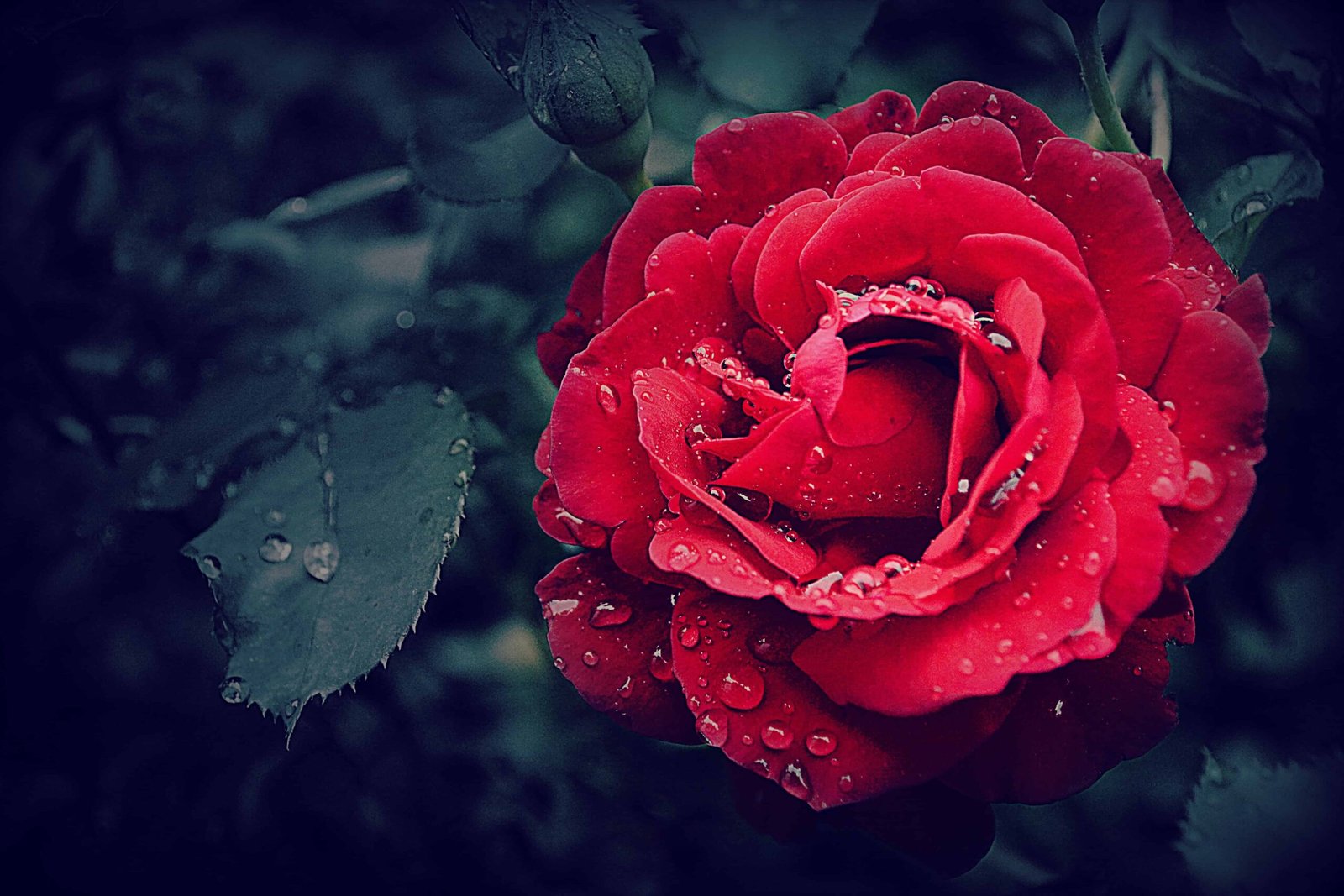 Rose Day Photo