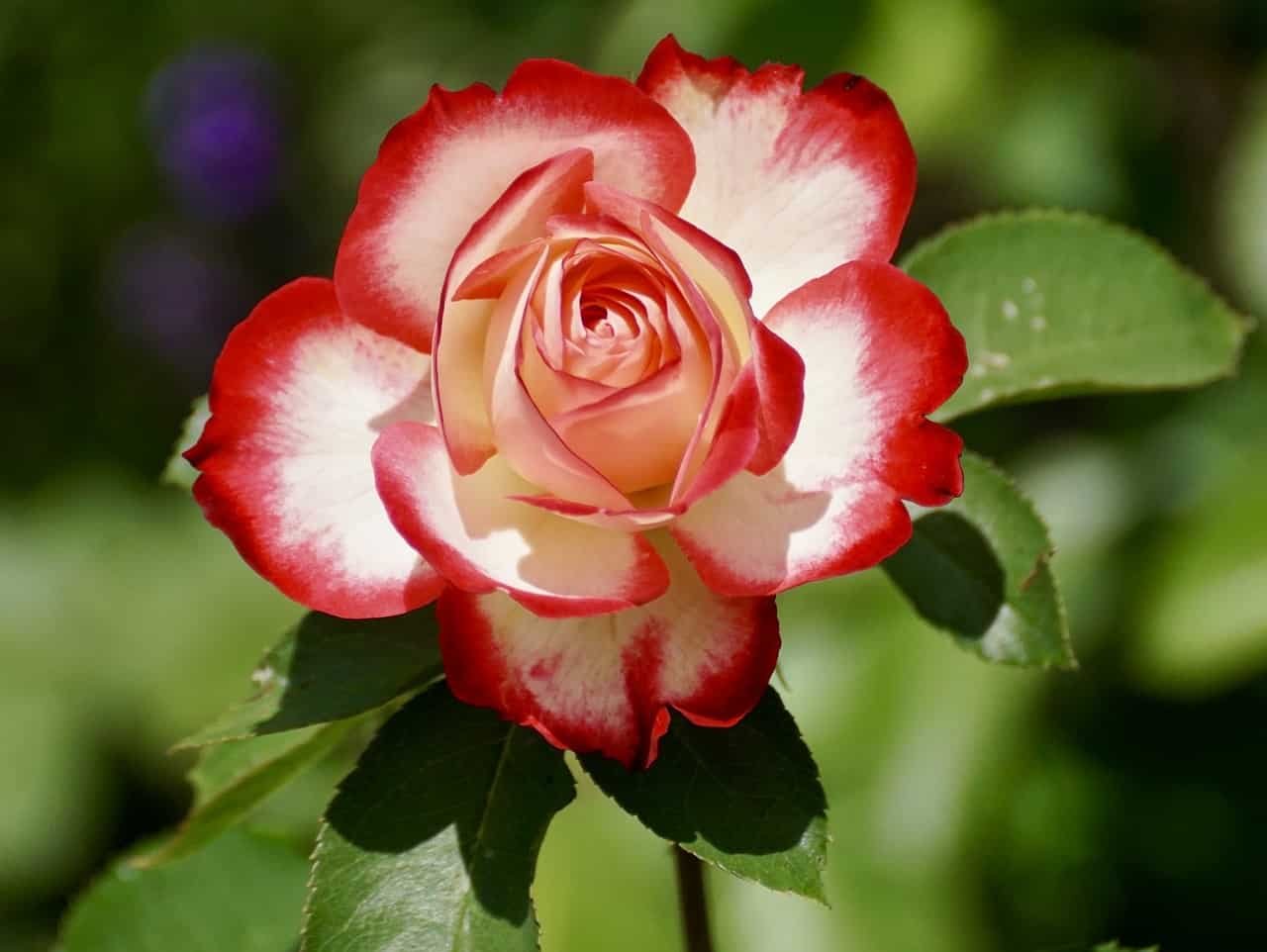 Rose Day Wallpaper