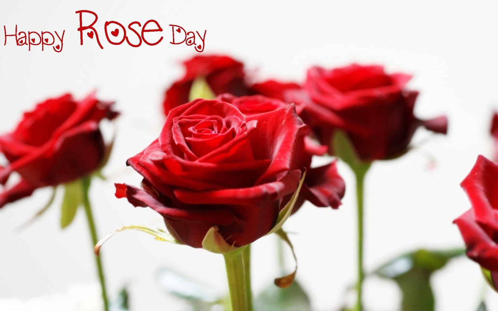 Rose Day Wallpaper
