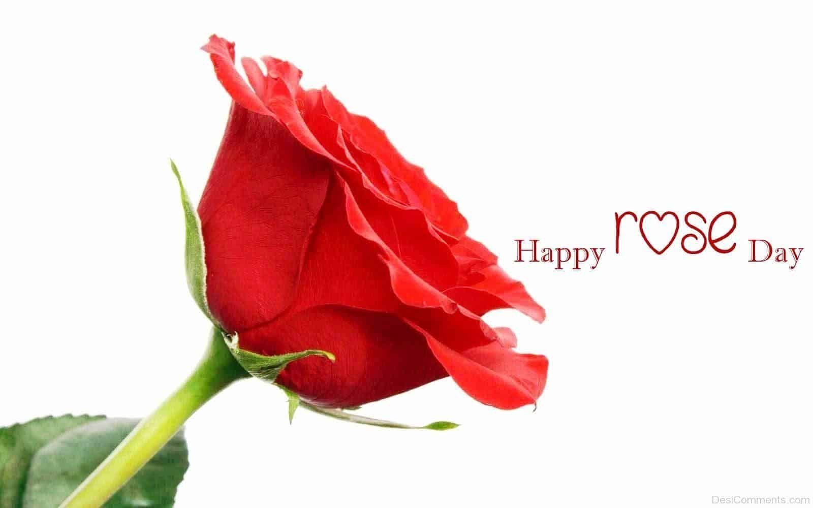 Rose Day Images for Husband