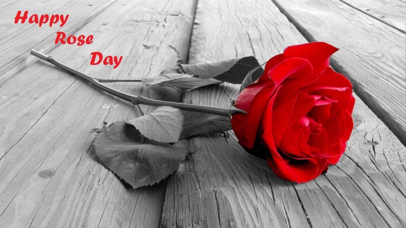 Rose Day Images for Girlfriend