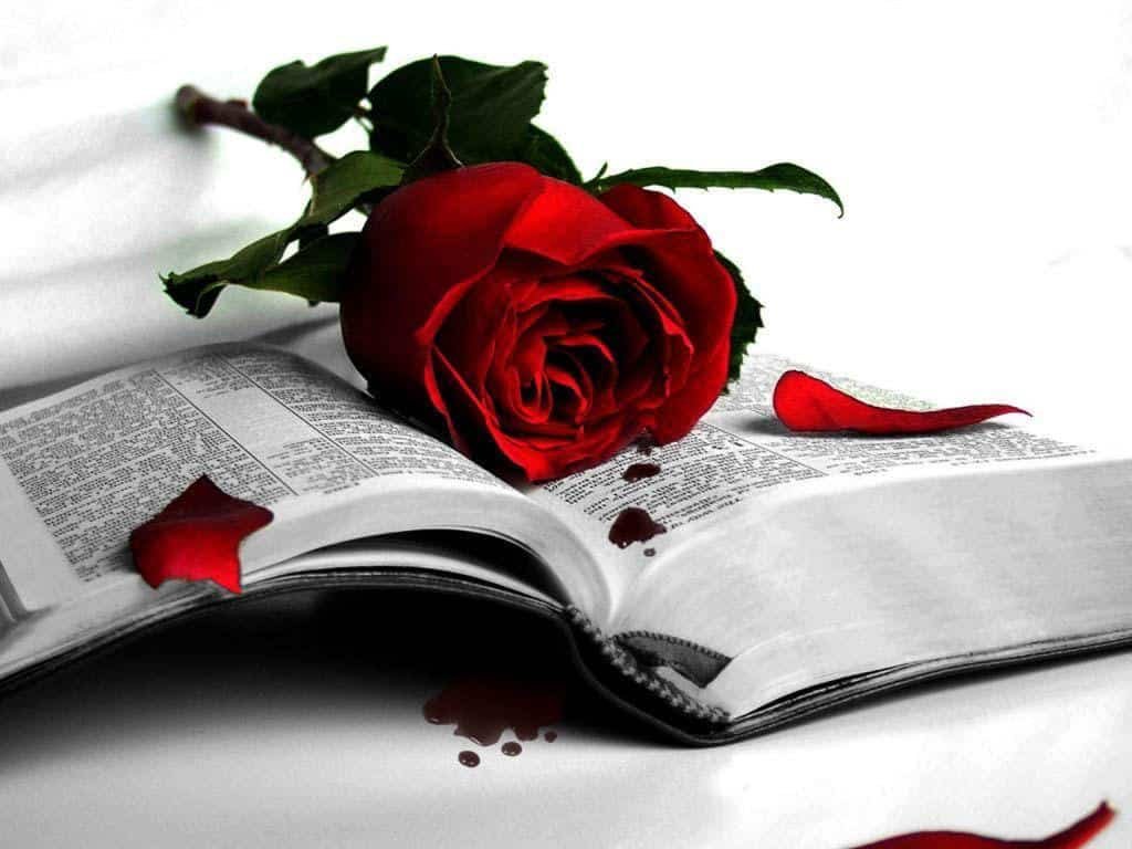 Rose Day Images for Girlfriend