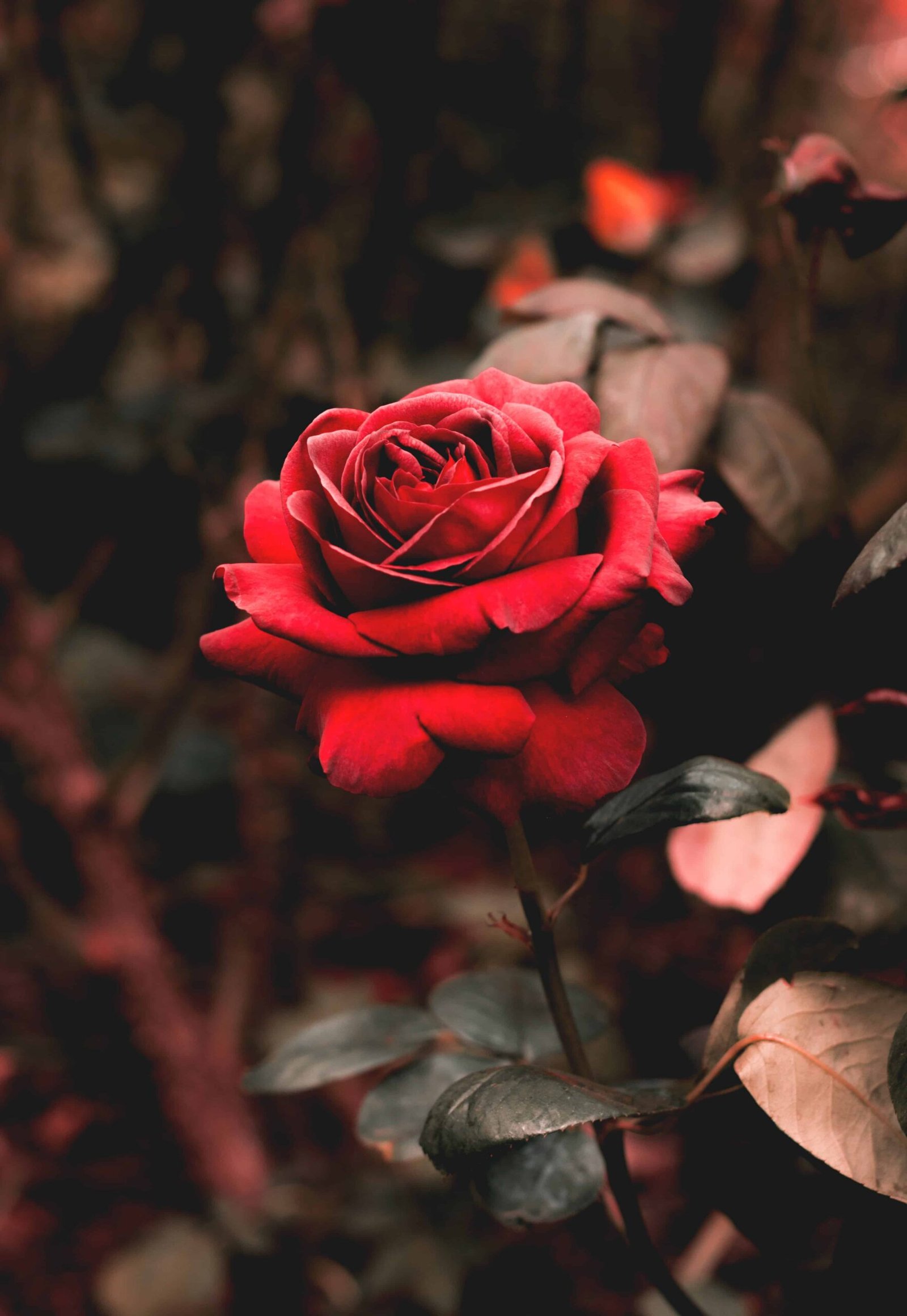Rose Day Images for Girlfriend