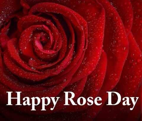 Rose Day Images
