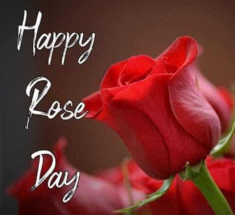 Happy Rose Day Images