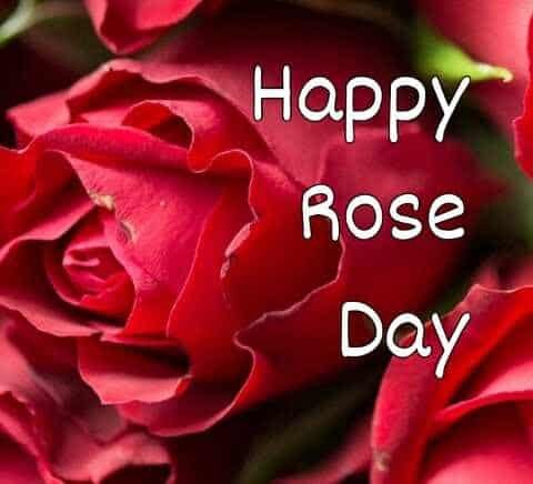 Happy Rose Day Images