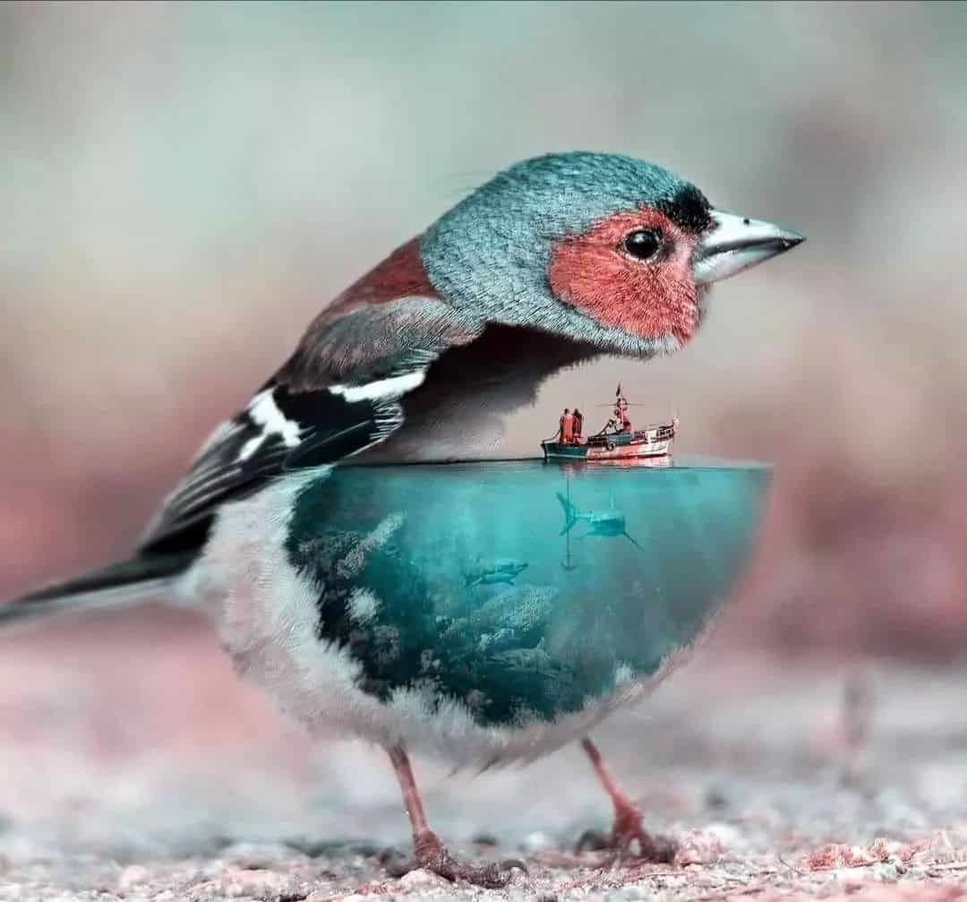 Whatsapp DP