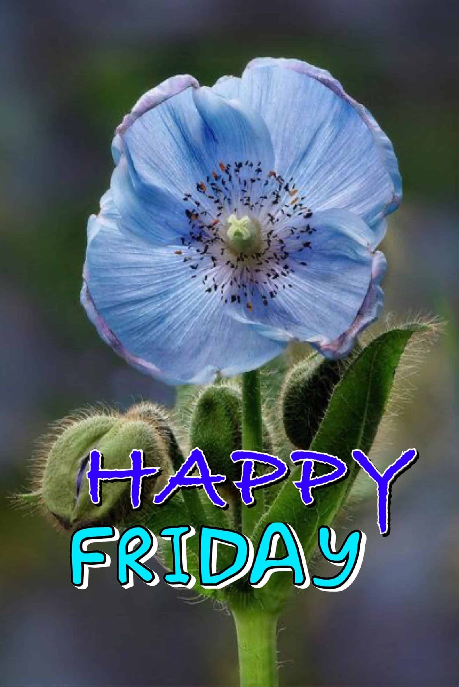 Happy Friday Pictures