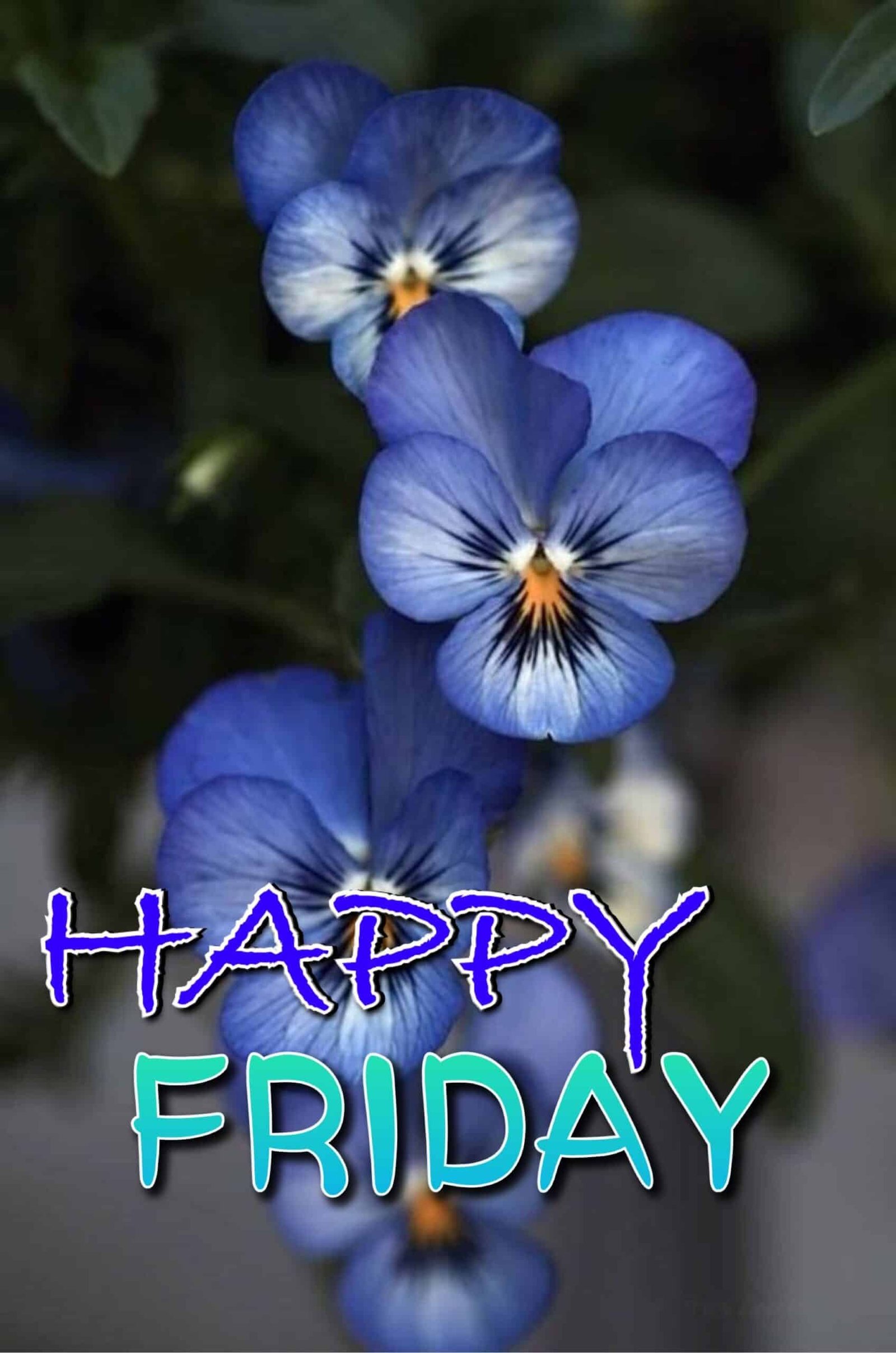 Happy Friday Pictures