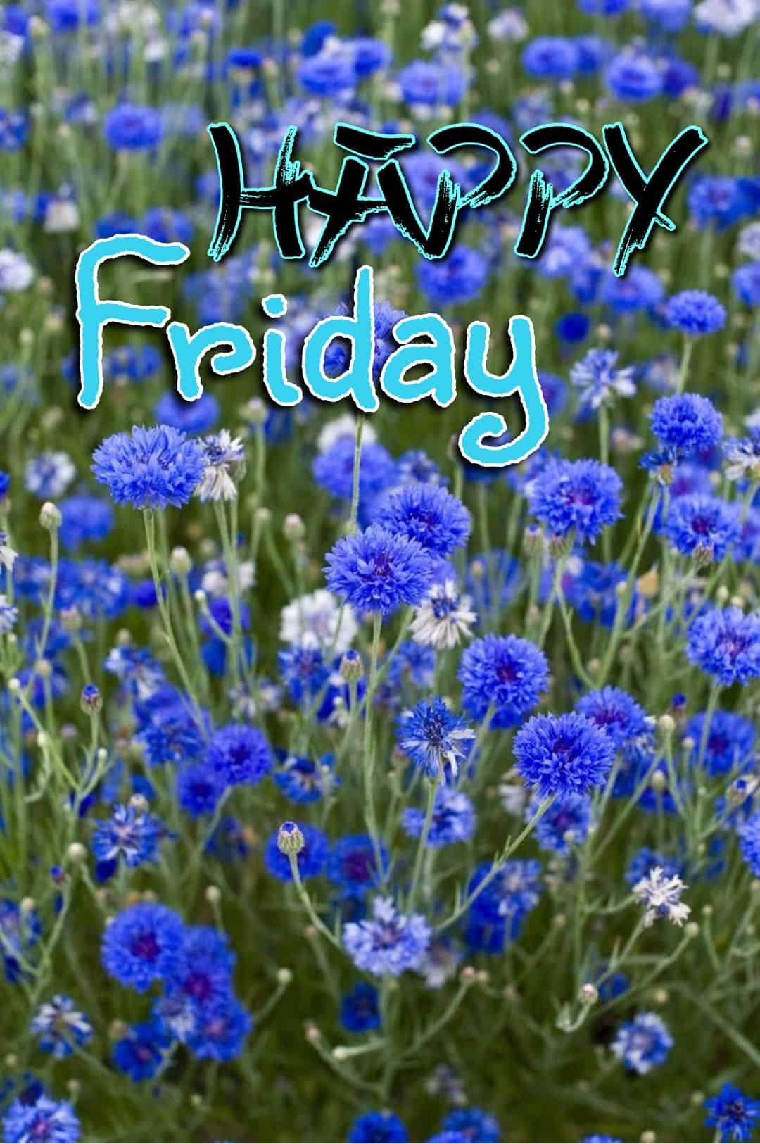 Happy Friday Pictures