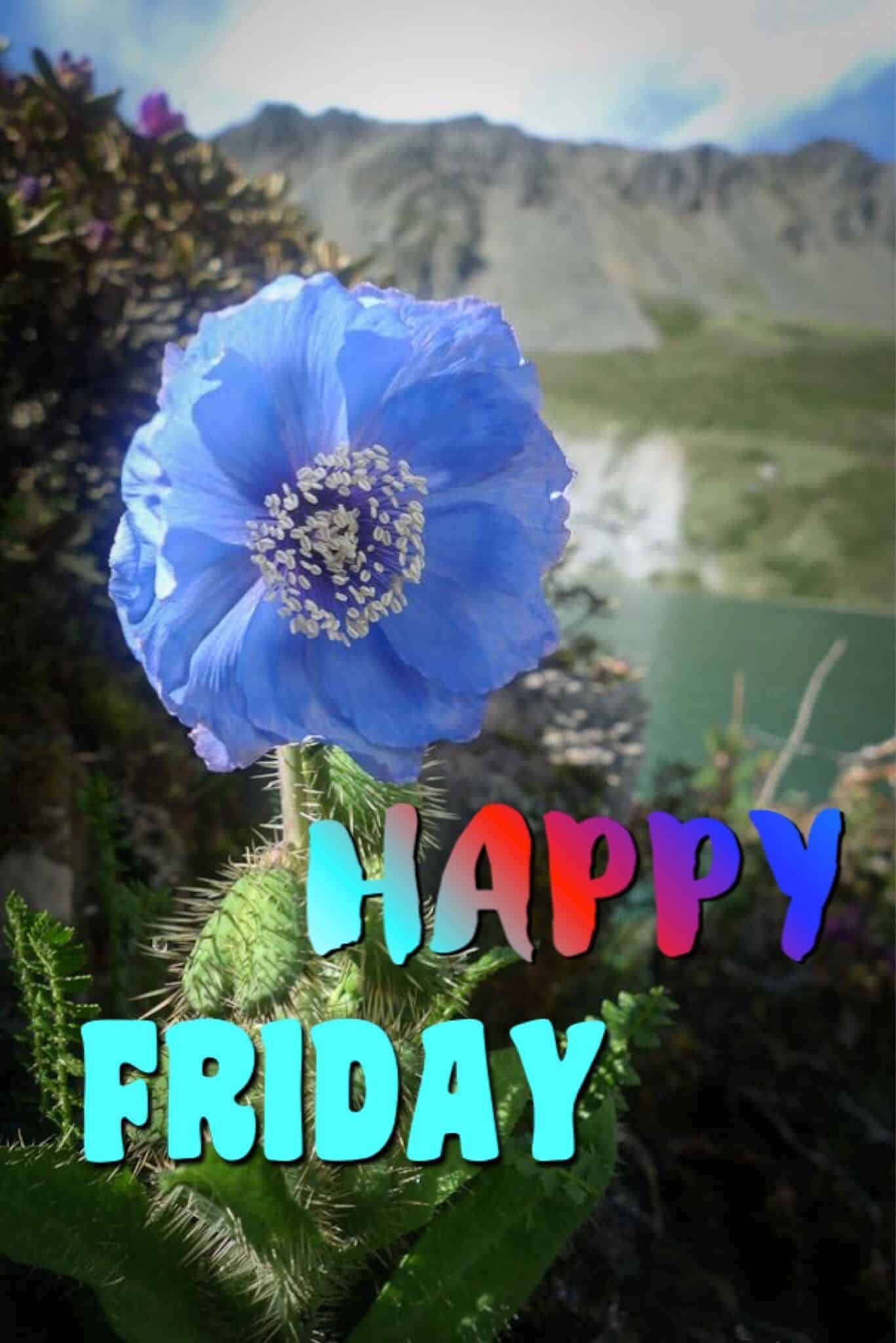 Happy Friday Pictures