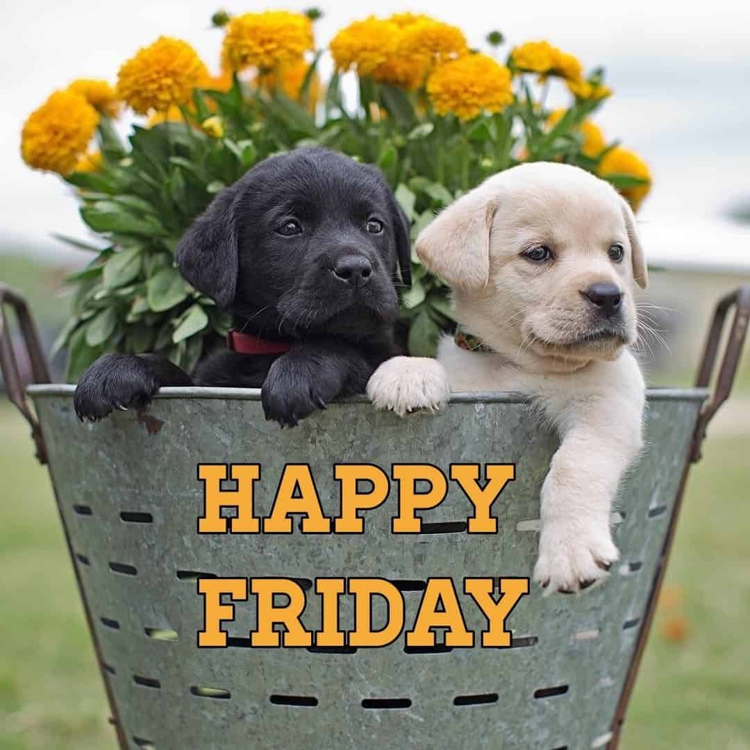 Happy Friday Pictures