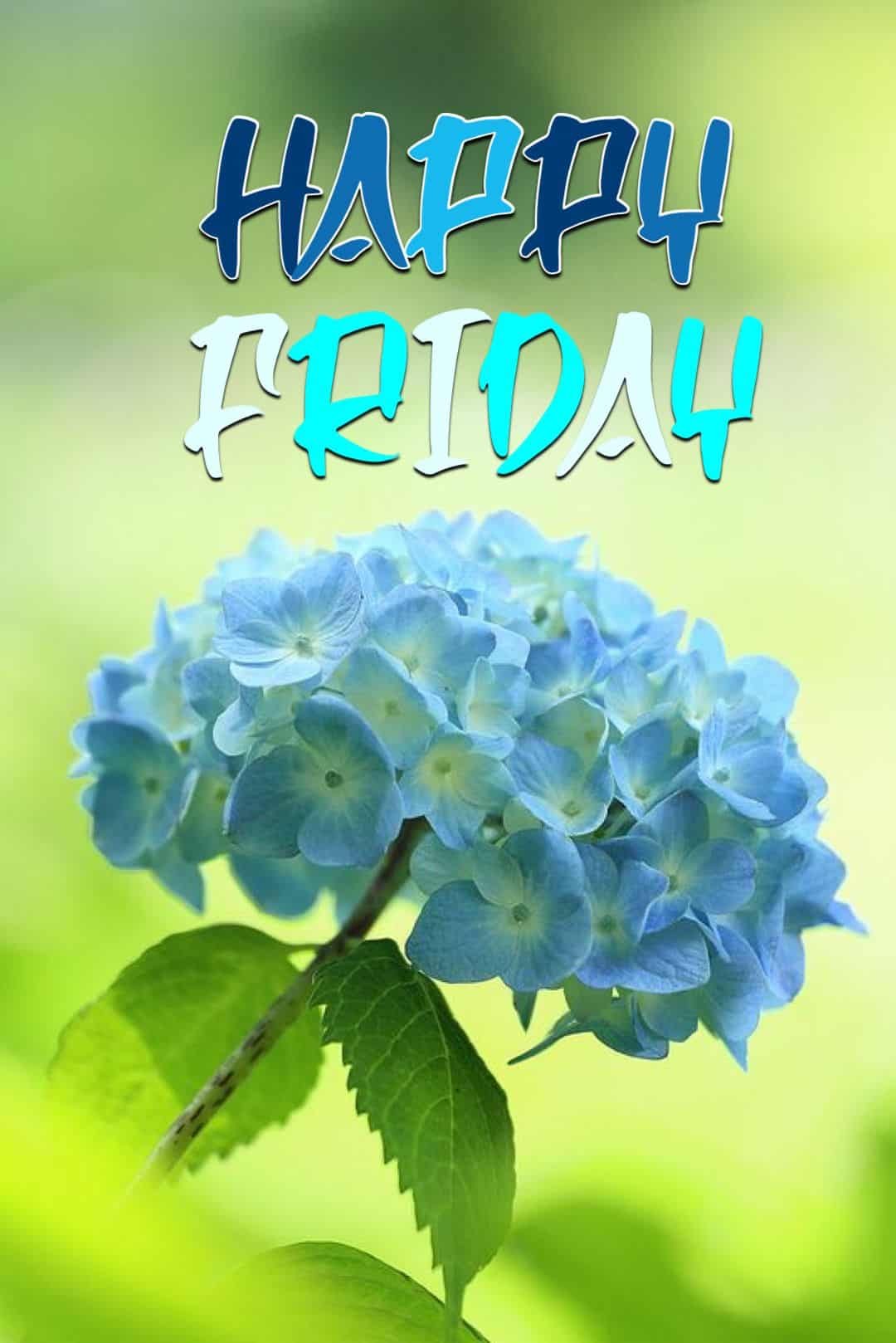 Happy Friday Pictures