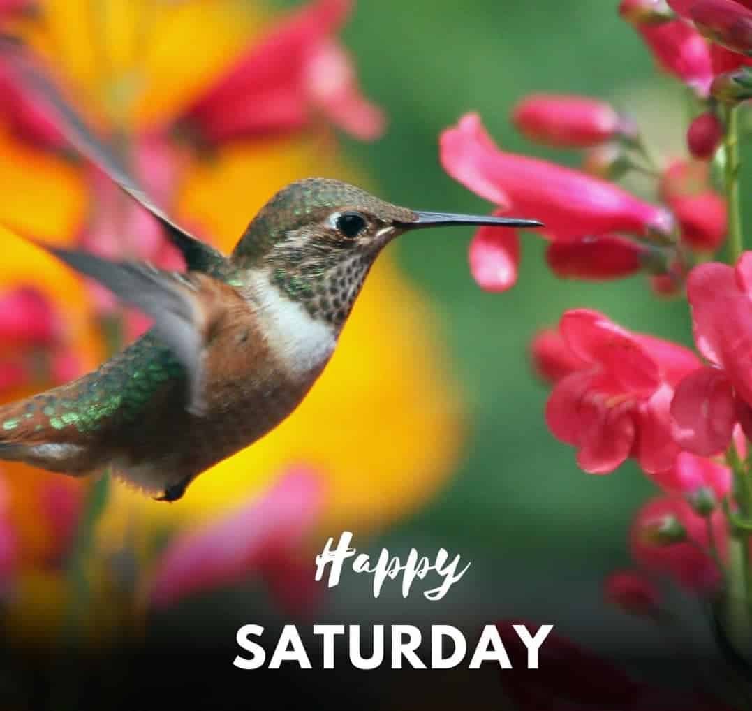 Happy Saturday Photos