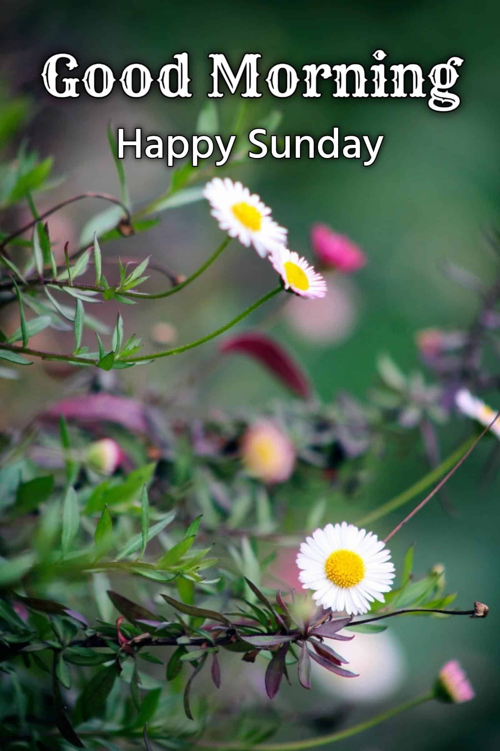 Happy Sunday Blessings Images