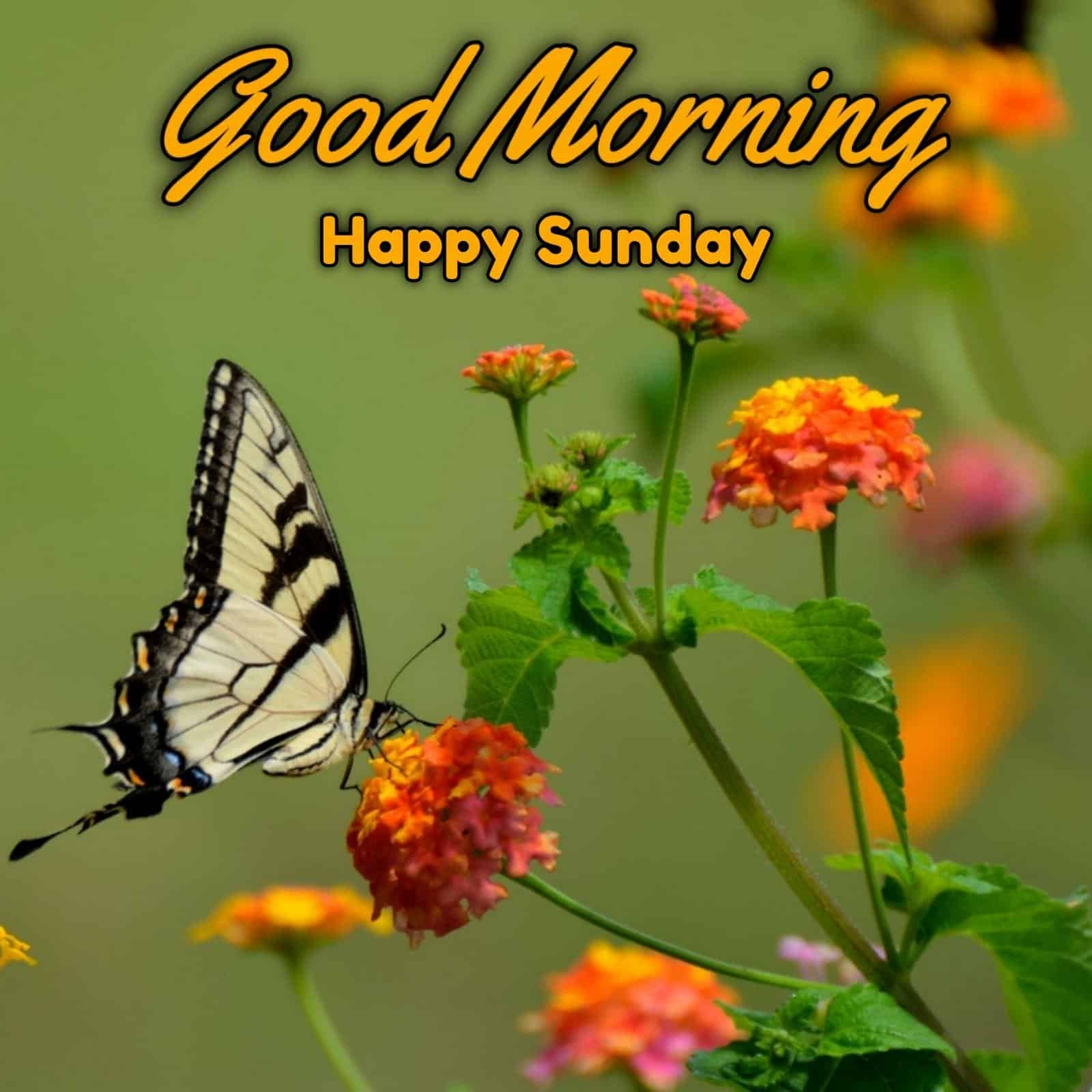 Happy Sunday Blessings Images